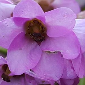 Photographie n°2138541 du taxon Bergenia crassifolia (L.) Fritsch [1889]