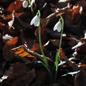 Photographie n°2138586 du taxon Galanthus nivalis L.
