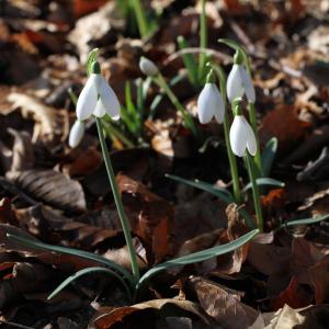 Photographie n°2138587 du taxon Galanthus nivalis L.