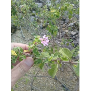 Lantana sp.