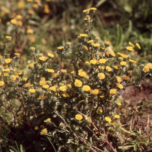 Photographie n°2138809 du taxon Pulicaria vulgaris Gaertn. [1791]