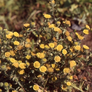 Photographie n°2138810 du taxon Pulicaria vulgaris Gaertn. [1791]