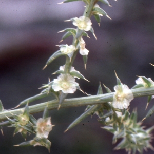 Photographie n°2138817 du taxon Salsola kali L. [1753]