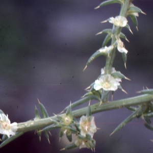 Photographie n°2138818 du taxon Salsola kali L. [1753]