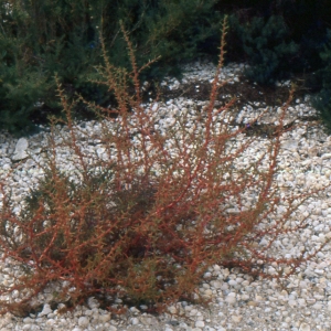 Photographie n°2138819 du taxon Salsola kali L. [1753]