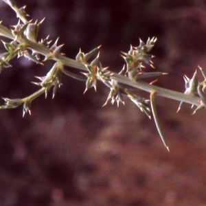 Photographie n°2138820 du taxon Salsola kali L. [1753]