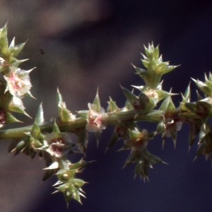Photographie n°2138822 du taxon Salsola kali L. [1753]