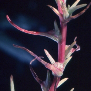 Salsola soda L. (Soude commune)