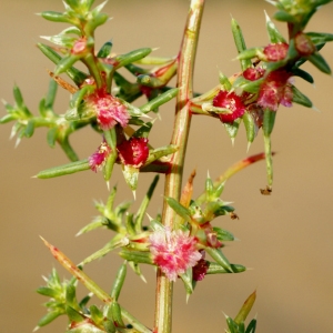 Photographie n°2138826 du taxon Salsola kali L. [1753]