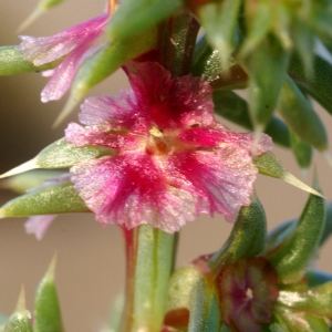 Photographie n°2138827 du taxon Salsola kali L. [1753]