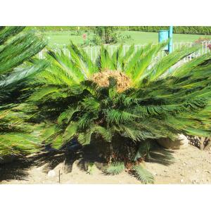 Cycas revoluta Thunb. (Rameau)