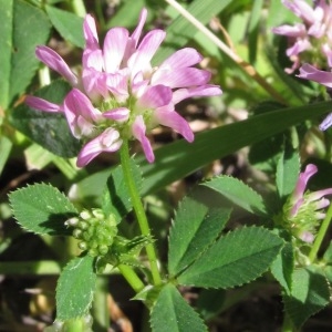 Photographie n°2138875 du taxon Trifolium resupinatum L. [1753]