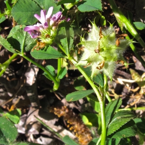 Photographie n°2138877 du taxon Trifolium resupinatum L. [1753]