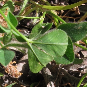 Photographie n°2138879 du taxon Trifolium resupinatum L. [1753]