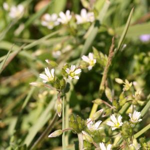 Photographie n°2138912 du taxon Cerastium fontanum Baumg. [1816]