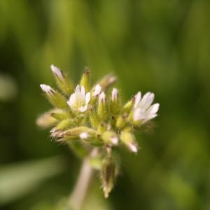 Photographie n°2138914 du taxon Cerastium glomeratum Thuill. [1799]