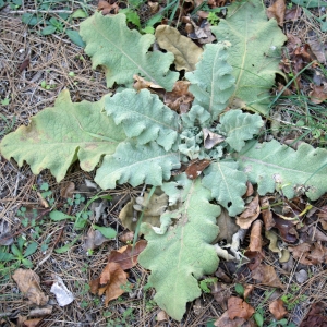 Photographie n°2138955 du taxon Verbascum sinuatum L. [1753]