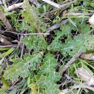 Photographie n°2138980 du taxon Silybum marianum (L.) Gaertn. [1791]