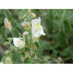 Antirrhinum molle L.