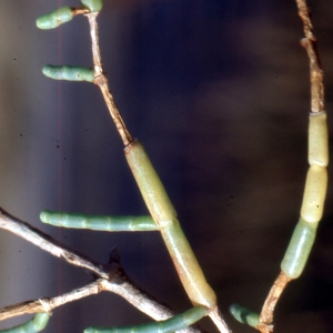 Sarcocornia perennis (Mill.) A.J.Scott (Salicorne vivace)