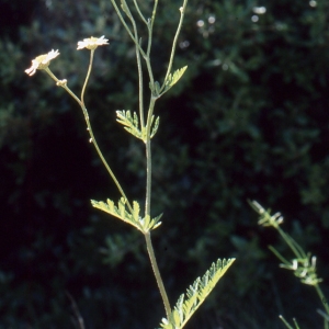 Photographie n°2138998 du taxon Tanacetum corymbosum (L.) Sch.Bip. [1844]