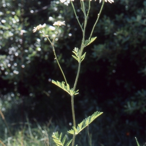 Photographie n°2138999 du taxon Tanacetum corymbosum (L.) Sch.Bip. [1844]