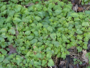 Francois Tissot, le 31 janvier 2018 (Vernègues, France)