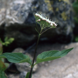 Photographie n°2139021 du taxon Valeriana montana L. [1753]