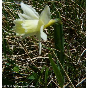 Narcissus pseudonarcissus subsp. pallidiflorus (Pugsley) A.Fern. (Jonquille à fleur pâle)