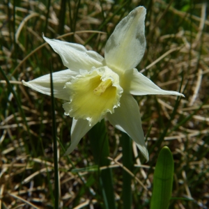 Photographie n°2139027 du taxon Narcissus pseudonarcissus subsp. pallidiflorus (Pugsley) A.Fern. [1951]
