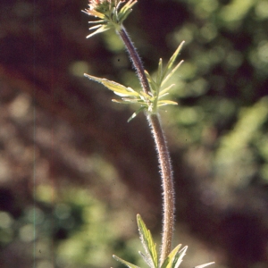 Photographie n°2139039 du taxon Valeriana pyrenaica L.