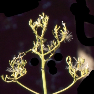 Photographie n°2139040 du taxon Valeriana pyrenaica L.