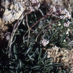 Photographie n°2139048 du taxon Valeriana saliunca All. [1785]