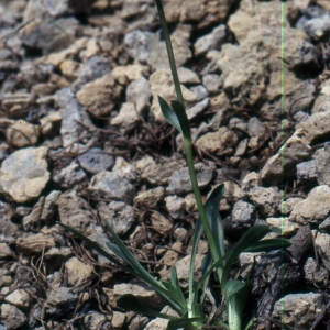 Photographie n°2139050 du taxon Valeriana saliunca All. [1785]