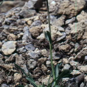 Photographie n°2139052 du taxon Valeriana saliunca All. [1785]