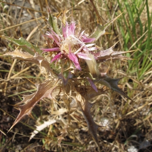 Photographie n°2139207 du taxon Carlina lanata L. [1753]