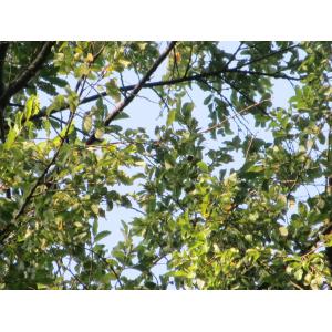 Fagus obliqua Mirb.