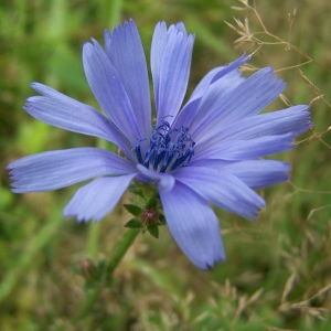 Photographie n°2139222 du taxon Cichorium intybus L. [1753]