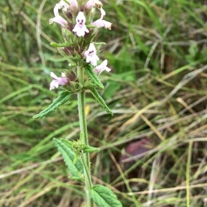 Photographie n°2139248 du taxon Stachys officinalis (L.) Trévis. [1842]