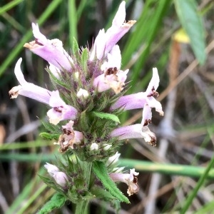 Photographie n°2139249 du taxon Stachys officinalis (L.) Trévis. [1842]