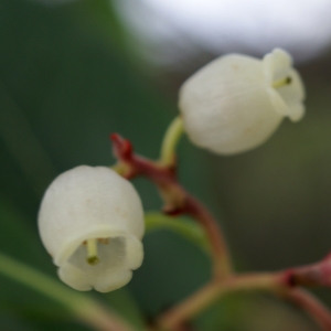 Photographie n°2139253 du taxon Arbutus unedo L. [1753]