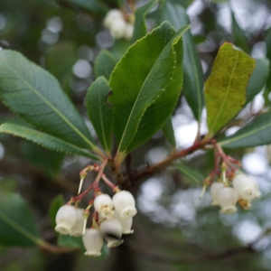 Photographie n°2139257 du taxon Arbutus unedo L. [1753]