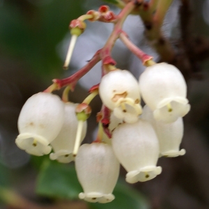 Photographie n°2139259 du taxon Arbutus unedo L. [1753]