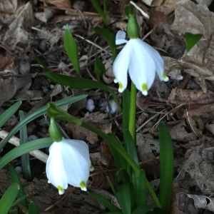 Photographie n°2139493 du taxon Leucojum vernum L. [1753]