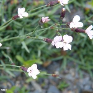 Photographie n°2139551 du taxon Dianthus furcatus Balb. [1804]