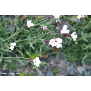 Dianthus furcatus Balb. (Oeillet fourchu)