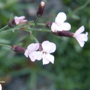  - Dianthus furcatus Balb. [1804]