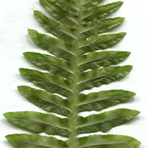 Photographie n°2139581 du taxon Polypodium cambricum L. [1753]