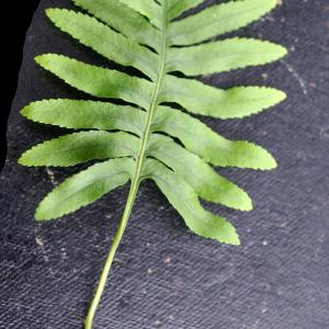 Photographie n°2139588 du taxon Polypodium cambricum L. [1753]