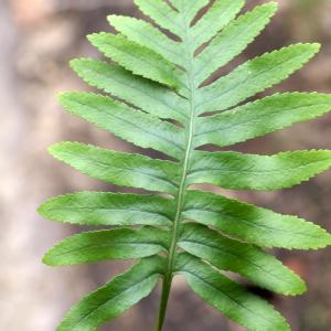 Photographie n°2139589 du taxon Polypodium cambricum L. [1753]